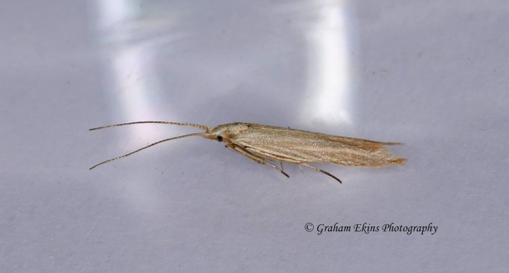 Coleophora tamesis  GD Copyright: Graham Ekins