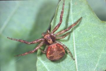 Xysticus lanio Copyright: Peter Harvey