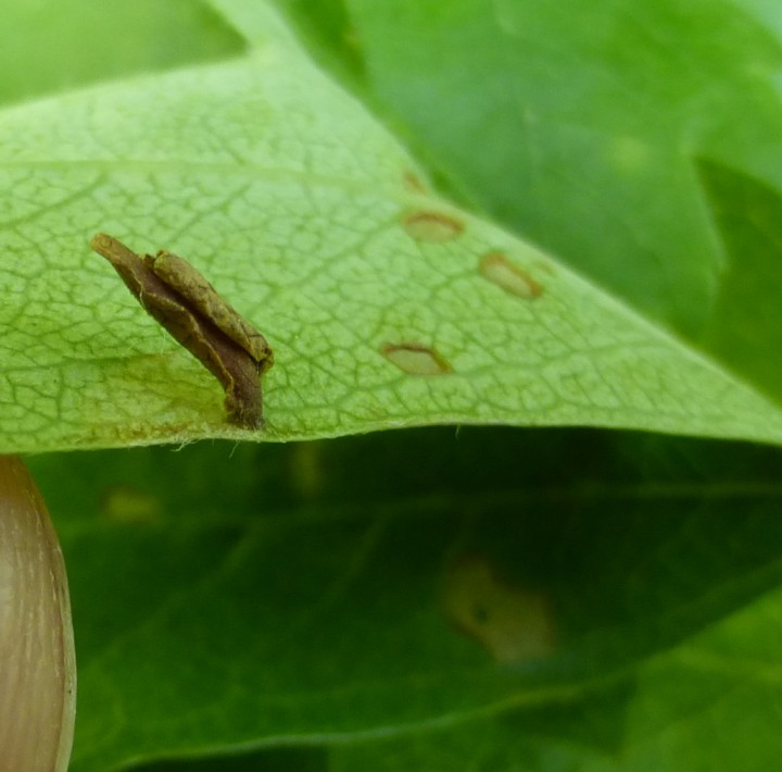 Coleophora siccifolia Copyright: Stephen Rolls