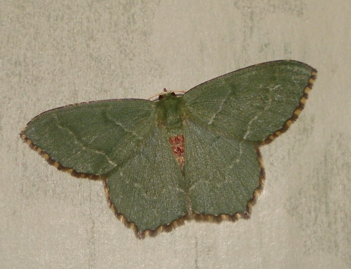 Common emerald moth Copyright: Sue Grayston