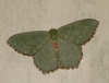 Common emerald moth 