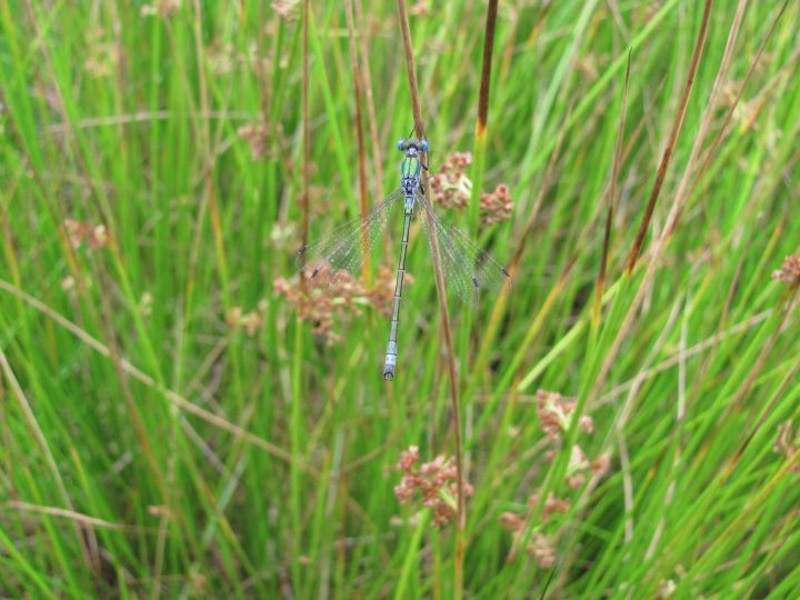 Scarce Emerald Damselfly Copyright: Graham Smith