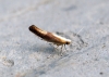 Argyresthia albistria 2 Copyright: Ben Sale