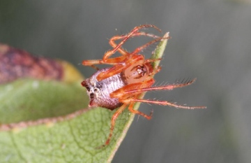 Ero tuberculata female2 Copyright: Peter Harvey