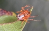 Ero tuberculata female2