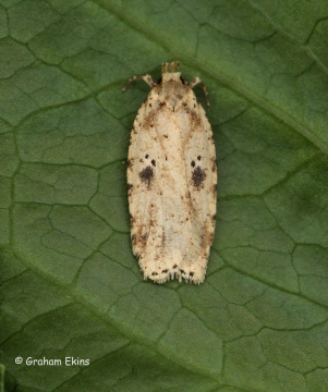 Agonopterix arenella 4 Copyright: Graham Ekins