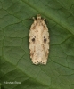 Agonopterix arenella 4