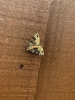Phoenix moth 