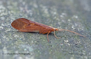 Stenophylax permistus Copyright: Graham Ekins