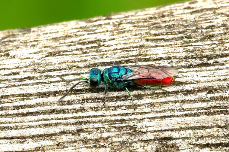 Ruby-tailed Wasp sp Copyright: Ken Hudgell