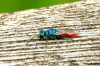 Ruby-tailed Wasp sp 