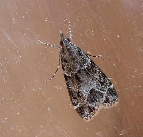 Eudonia mercurella. Copyright: Stephen Rolls