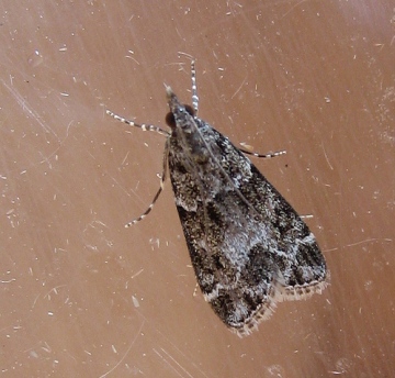 Eudonia mercurella. Copyright: Stephen Rolls