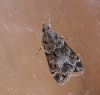 Eudonia mercurella.