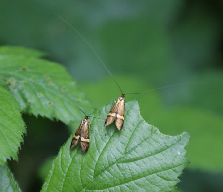 female (left) male (right) Copyright: Robert Smith