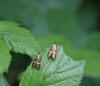 female (left) male (right)