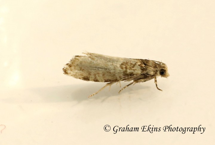 Epinotia tedella 3 GD Copyright: Graham Ekins