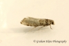 Epinotia tedella 3 GD