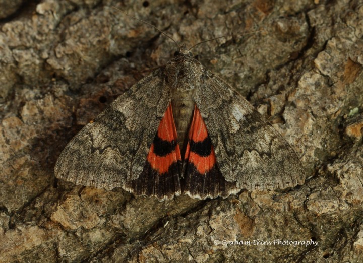 Red Underwing  Catocala nupta Copyright: Graham Ekins