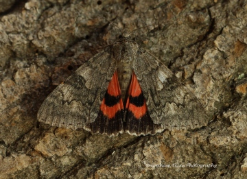 Red Underwing  Catocala nupta Copyright: Graham Ekins