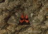 Red Underwing  Catocala nupta 