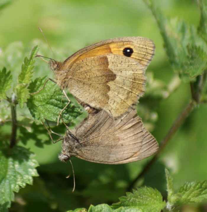 Meadow Brown (in cop) Copyright: Robert Smith