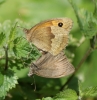 Meadow Brown (in cop) Copyright: Robert Smith