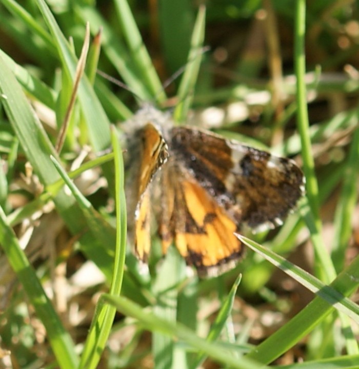 Orange U - basking Copyright: Robert Smith