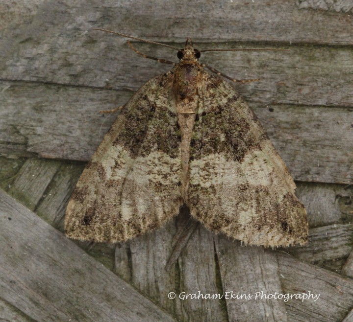 Hydriomena impluviata  May highflyer Copyright: Graham Ekins