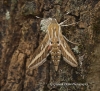 Striped hawk-moth  Hyles livornica 2