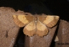Orange Moth F. corylaria Copyright: Ben Sale