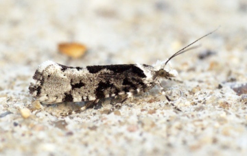 Ypsolopha sequella 1 Copyright: Ben Sale