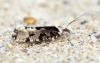 Ypsolopha sequella 1 Copyright: Ben Sale