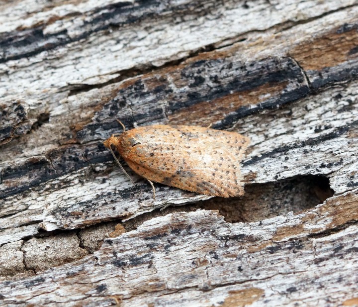 Acleris ferrugana-notana Copyright: Ben Sale