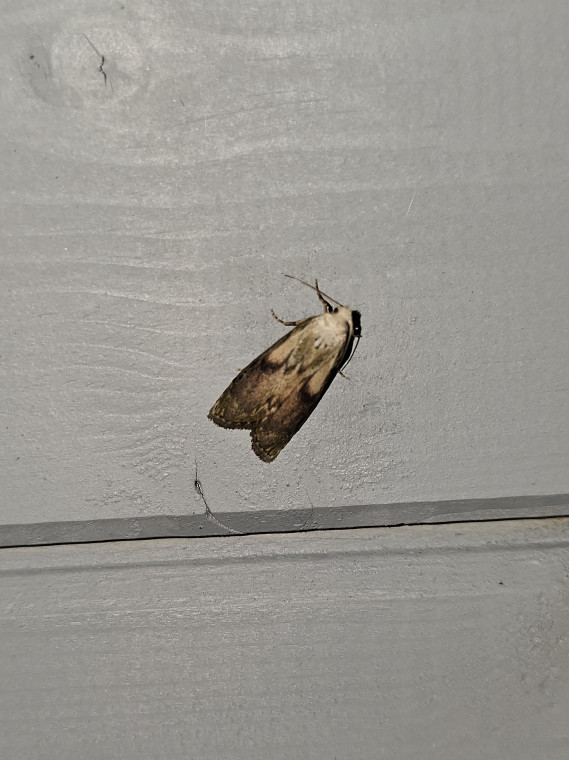 Bee Moth Copyright: Eduard Szakacs