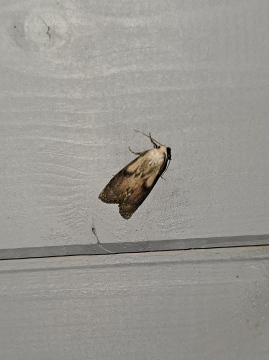 Bee Moth Copyright: Eduard Szakacs