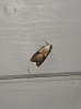 Bee Moth 
