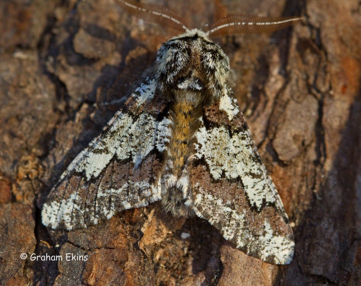 Oak Beauty 4 Copyright: Graham Ekins