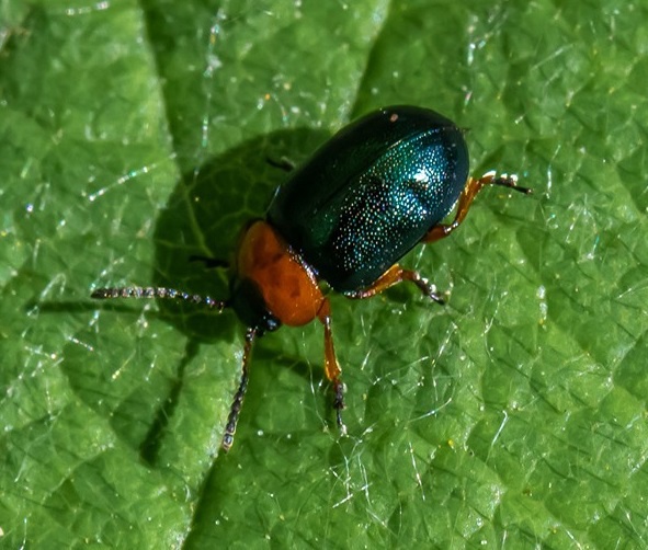 Gastrophysa polygoni Copyright: Bill Moss