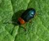 Gastrophysa polygoni Copyright: Bill Moss