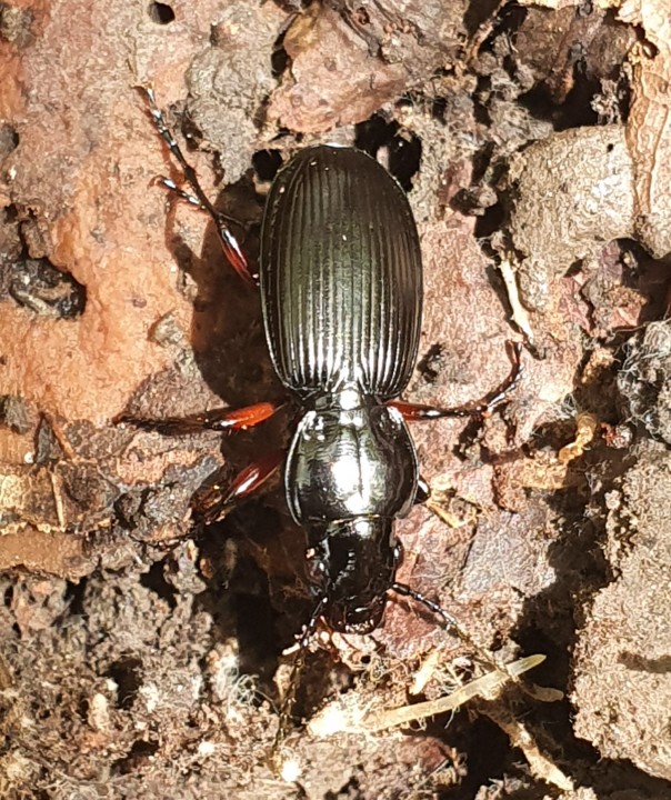 Pterostichus madidus - Black Clock Copyright: Eduard Szakacs