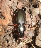 Pterostichus madidus - Black Clock 