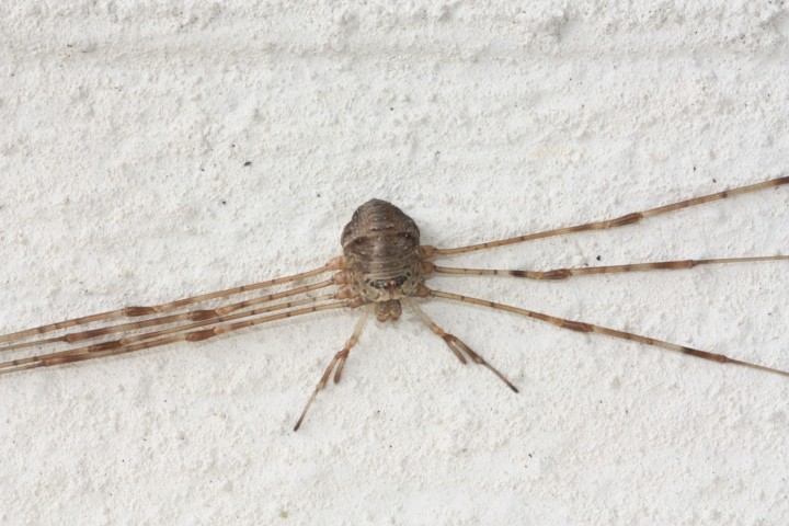 Dicranopalpus ramosus on outbuilding Copyright: Colin Humphrey