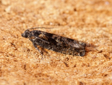 Epinotia immundana 2 Copyright: Ben Sale