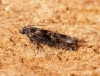 Epinotia immundana 2