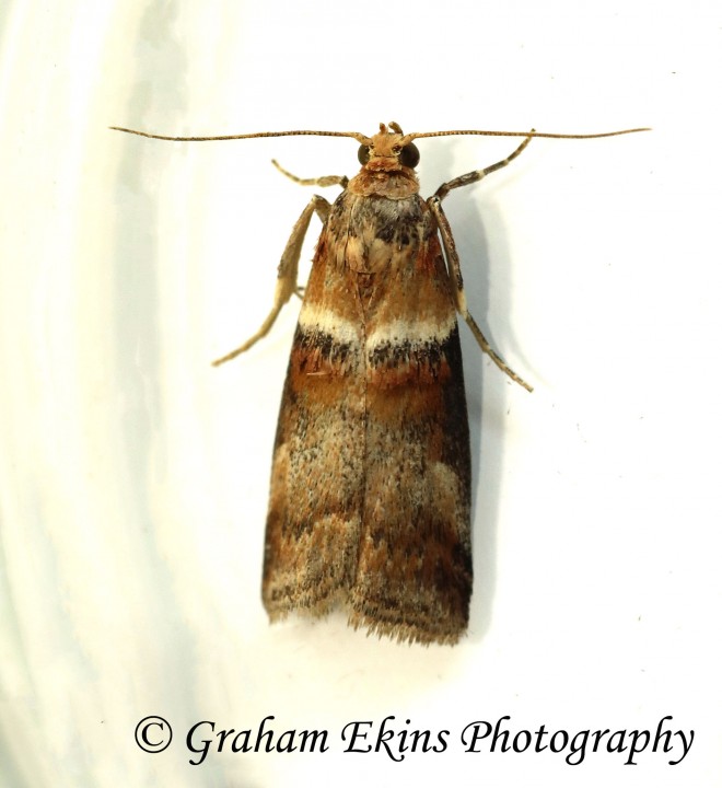 Acrobasis tumidana 5 Copyright: Graham Ekins