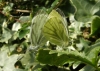 Green veined whites mating