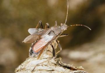 Alydus calcaratus Copyright: Peter Harvey