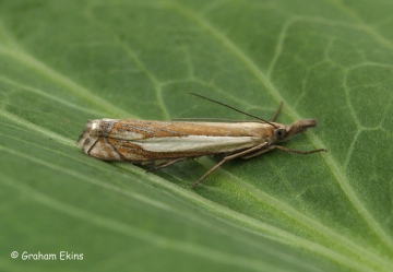 Crambus pascuella 3 Copyright: Graham Ekins