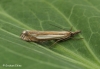 Crambus pascuella 3